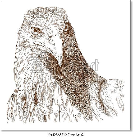 561x581 Free Art Print Of Engraving Illustration Of Big Eagle Head. Vector