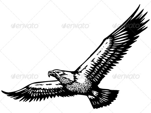 590x443 Eagle Vector By Alisher9 Graphicriver