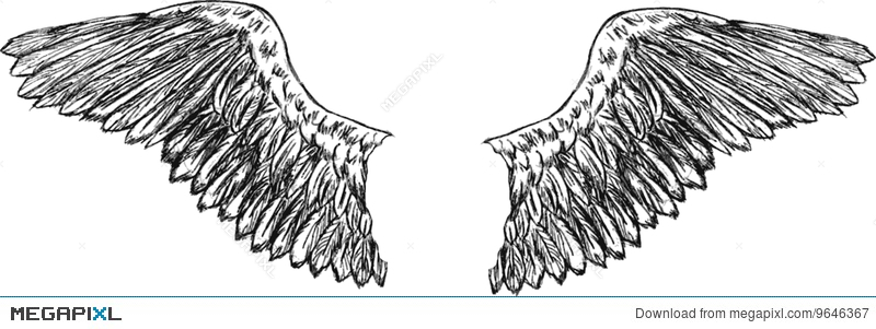 800x301 Eagle Wings Vector Illustration 9646367
