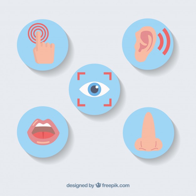 626x626 Ear Vectors, Photos And Psd Files Free Download