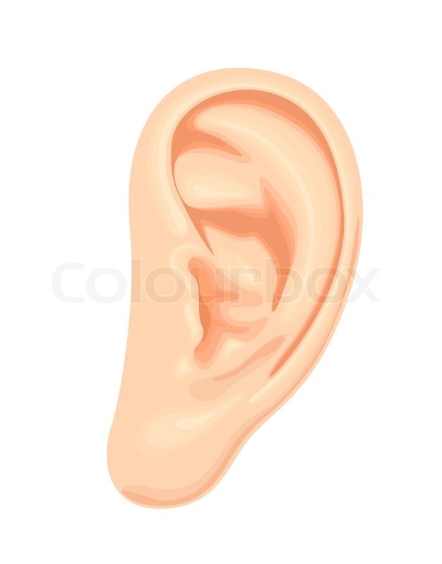 626x800 Realistic Human Ear Stock Vector Colourbox