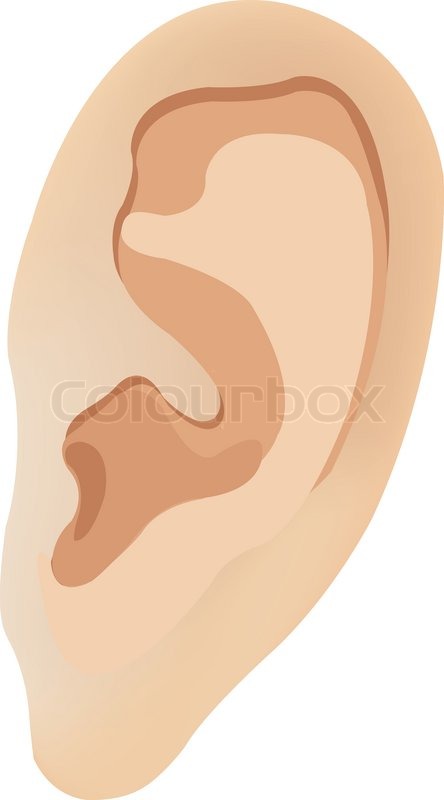 444x800 The Human Ear. Vector Illustration Stock Vector Colourbox