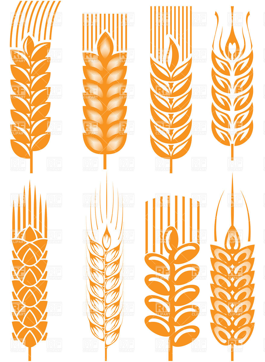 879x1200 Wheat Ears Vector Image Vector Artwork Of Design Elements Good