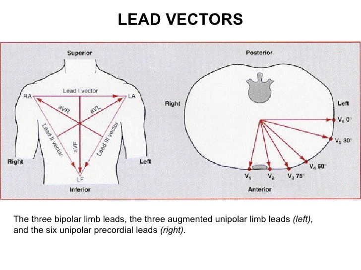 The best free Ecg vector images. Download from 40 free vectors of Ecg ...