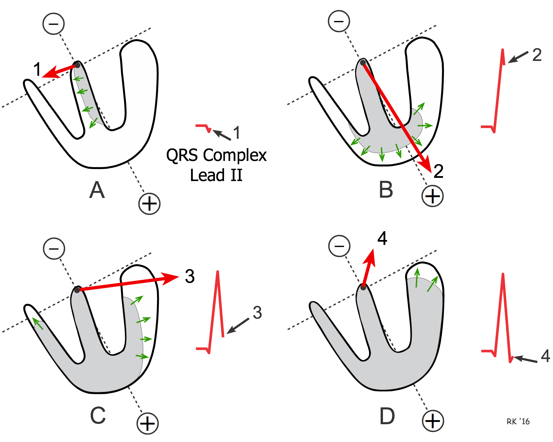 1896x1516 Cv Physiology Ventricular Depolarization And The Mean Electrical
