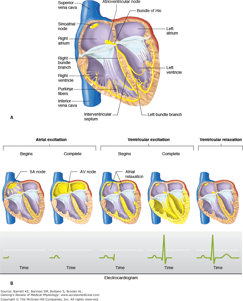 824x1020 The Basics Of Ecg Physical Therapy Reviewer