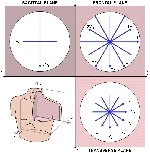508x519 The Projections Of The Lead Vectors Of The Standard Ecg System In