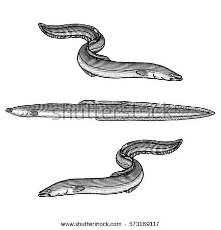 Eel Vector