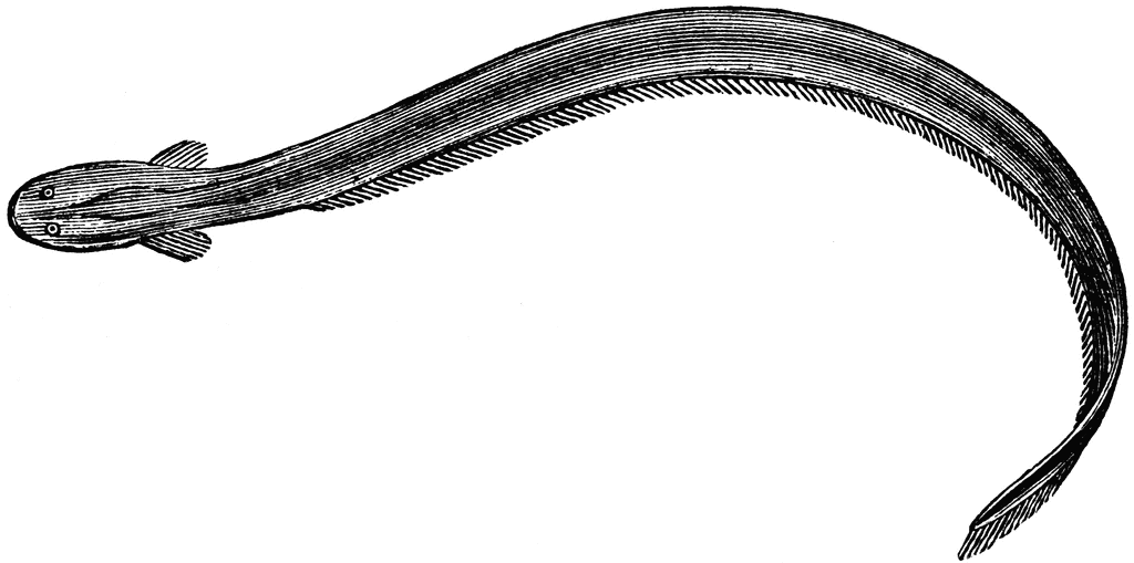 1024x509 Eel Clipart Electric Eel