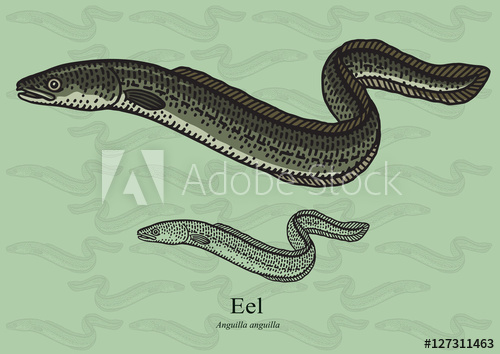 500x354 Eel. Vector Illustration For Artwork In Small Sizes. Suitable For