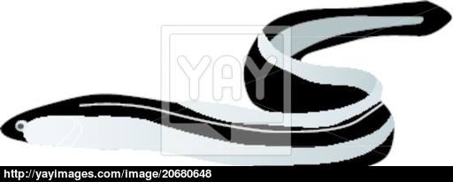 512x206 Vector Eel Vector