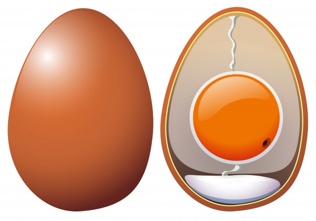 626x438 Egg Vectors, Photos And Psd Files Free Download
