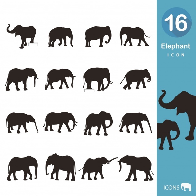 626x626 Elefante Vectors, Photos And Psd Files Free Download