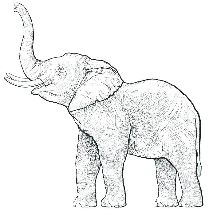 680x690 Outline Elephant Outline Elephant Image Free Coloring Pages
