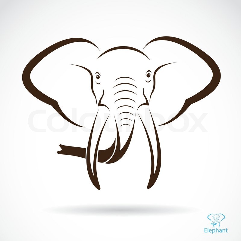 800x798 Vector Image Of An Elephant Head , Illustration