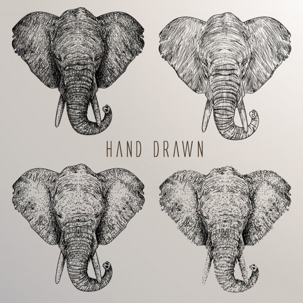 626x626 Elephant Head Vectors, Photos And Psd Files Free Download