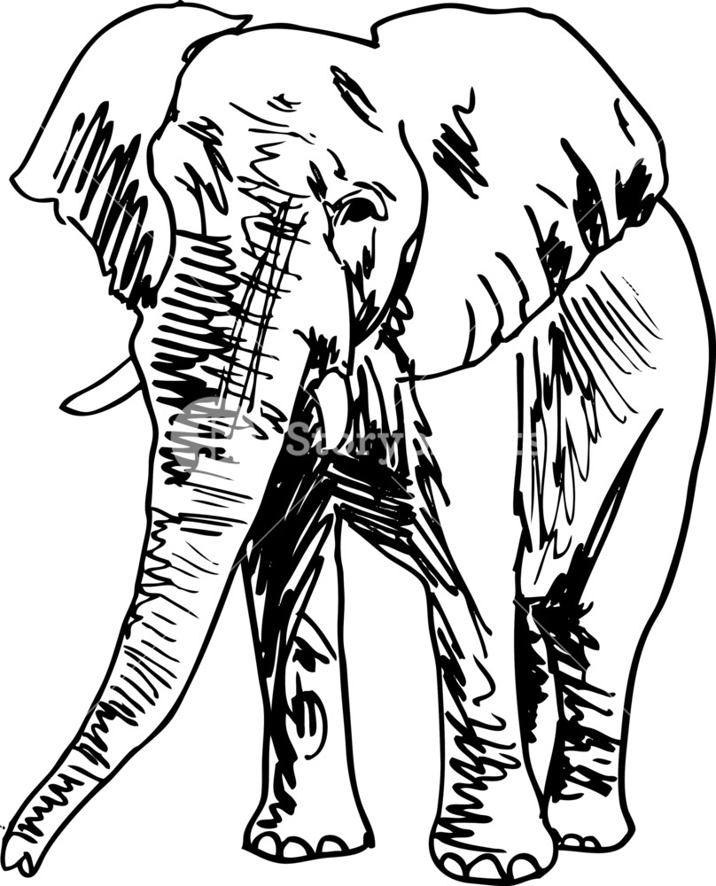 808x1000 Sketch Of Elephant. Vector Illustration Royalty Free Stock Image