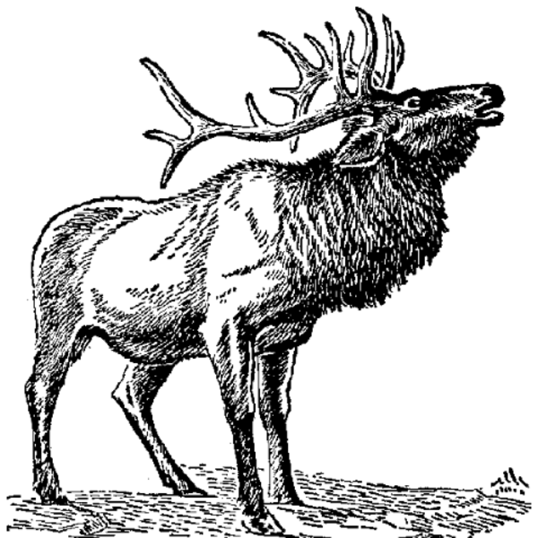 600x600 Elk Line Free Images