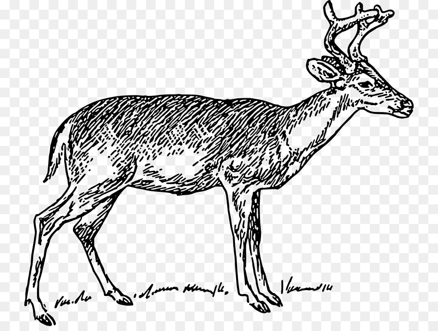 900x680 White Tailed Deer Clip Art