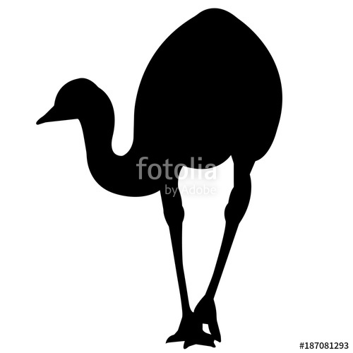 500x500 Emu Stock Image And Royalty Free Vector Files On