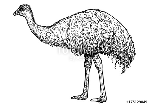 500x354 Emu Illustration, Drawing, Engraving, Ink, Line Art, Vector Stock