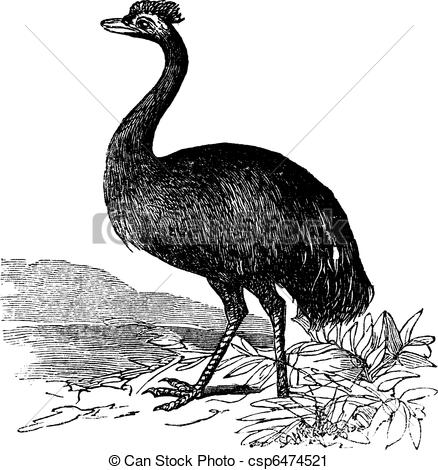 438x470 Emu Or Dromaius Novaehollandiae, Vintage Engraving. Old Engraved