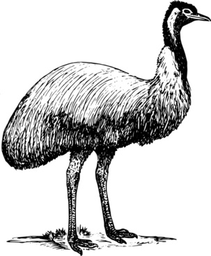 303x368 Free Emu Vector Free Vector Download (7 Free Vector) For