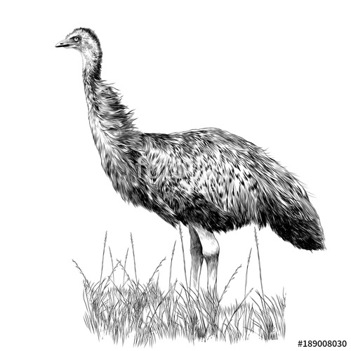 500x500 The Emu Stands In The Dry Grass Sketch Vector Graphics Monochrome