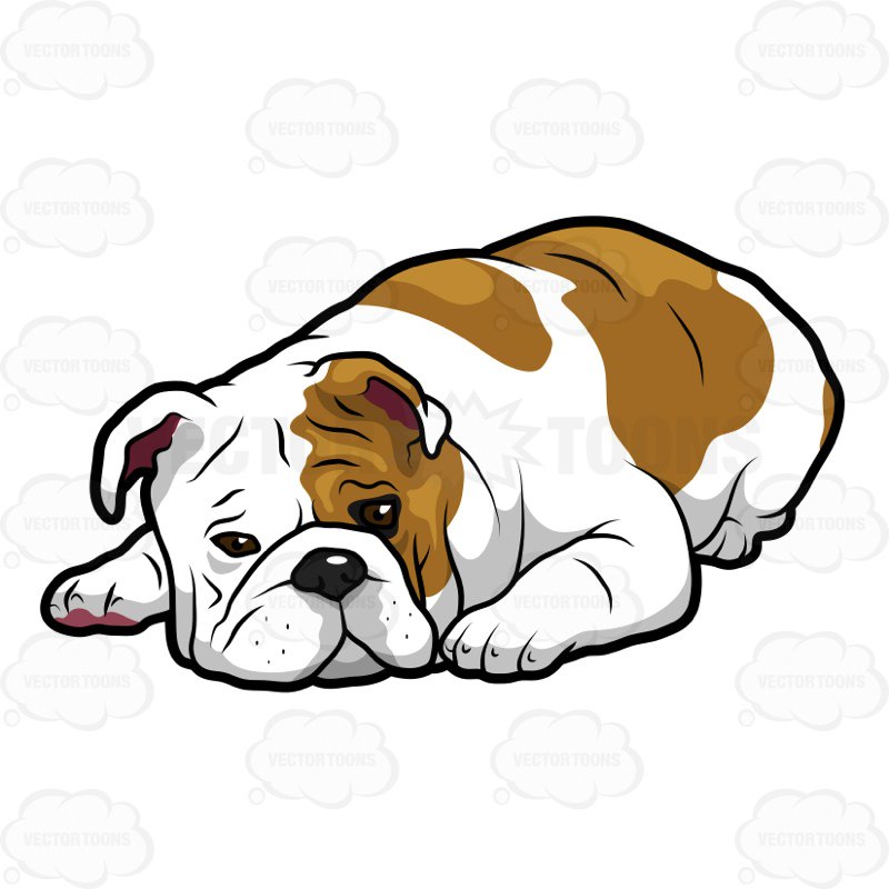 800x800 English Bulldog Collection Clipart By Vector Toons