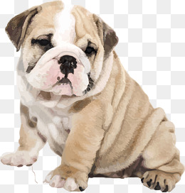 260x272 Bulldog Vector Png, Vectors, Psd, And Clipart For Free Download