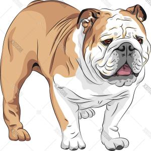 300x300 Sketch Of English Bulldog Breed Vector Clipart Rongholland