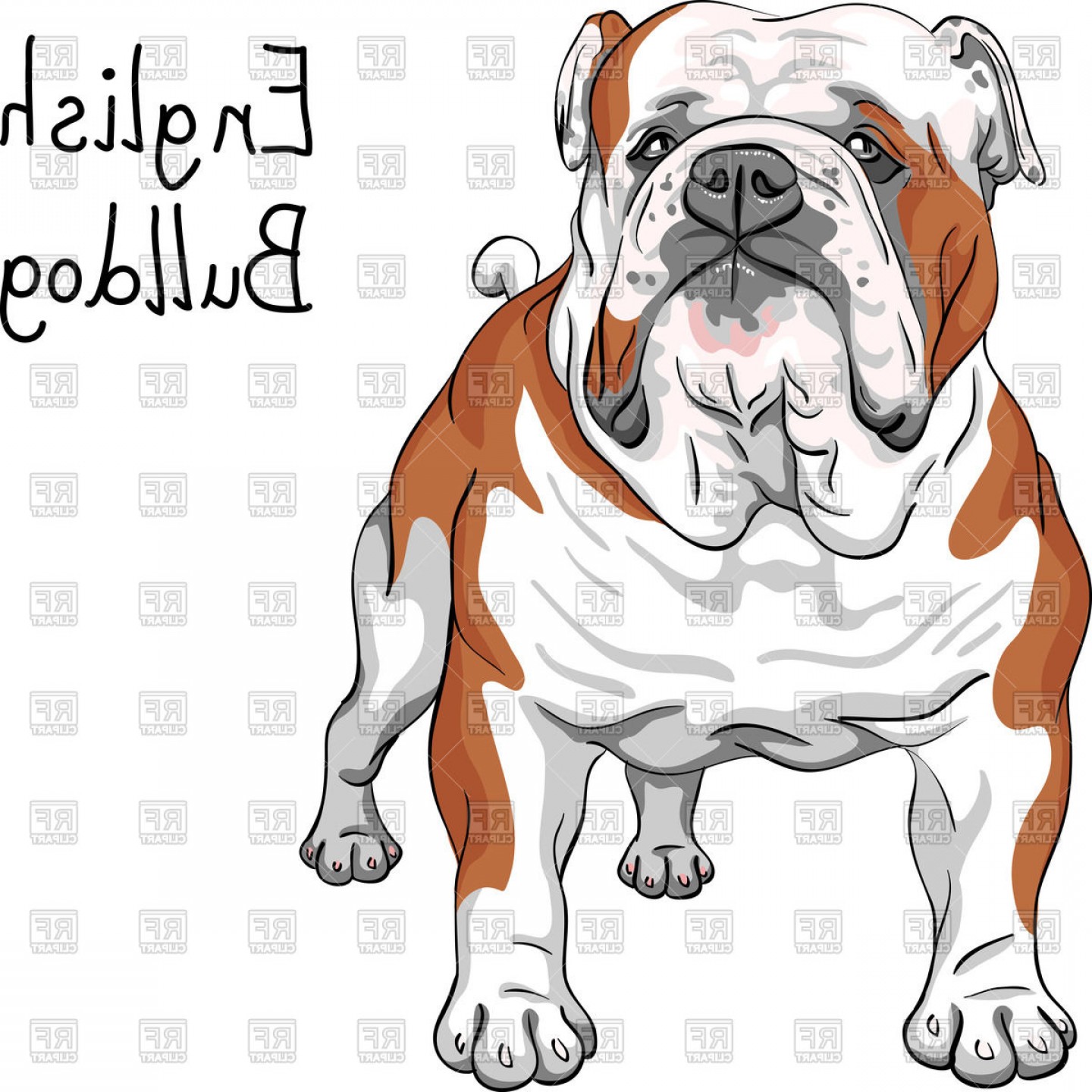 1440x1440 Sketch Of English Bulldog Breed Vector Clipart Shopatcloth