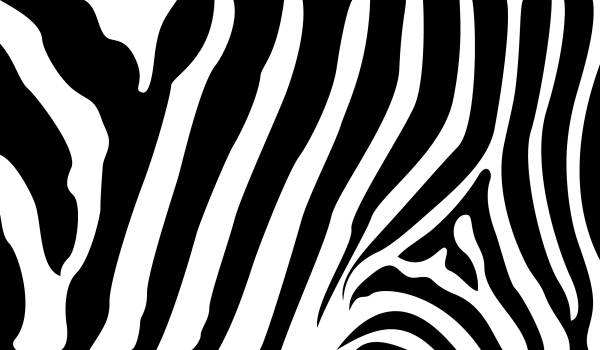 600x350 Zebra Stripes