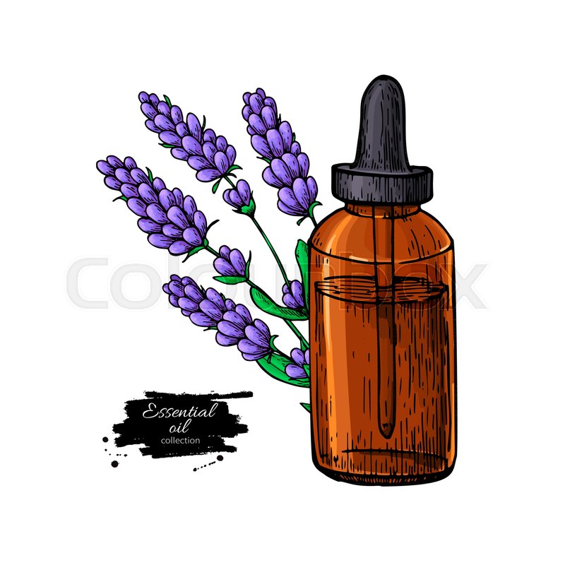 800x800 Lavander Essential Oil Bottle And Bunch Of Flowers Hand Drawn