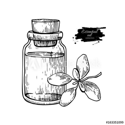 500x500 Marjoram Essential Oil Bottle And Marjoram Leaves Hand Drawn