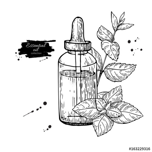 500x500 Mint Essential Oil Bottle And Peppermint Leaves Hand Drawn Vector
