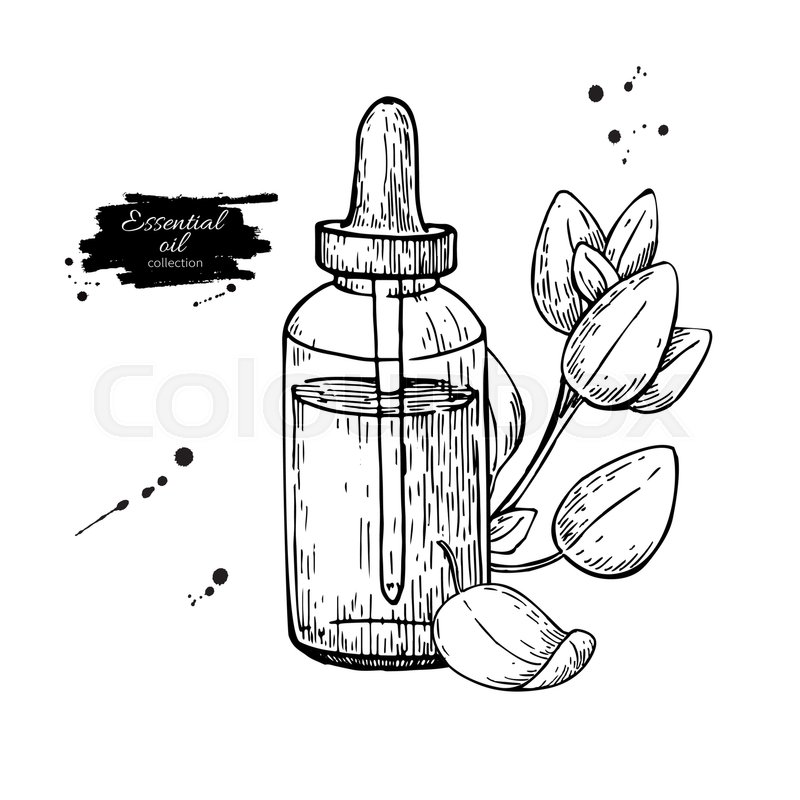 800x800 Oregano Essential Oil Bottle And Oregano Leaves Hand Drawn Vector