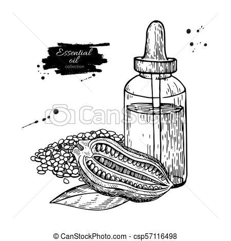 450x470 Sesame Essential Oil Bottle And Seeds Hand Drawn Vector