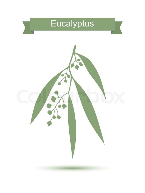 600x800 Eucalyptus. Vector Illustration Isolated On White Background