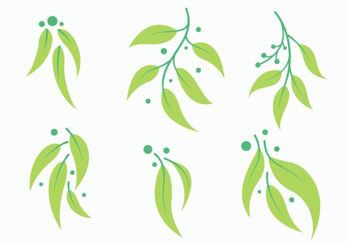 700x490 Free Eucalyptus Vector 1