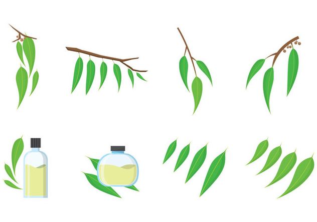 632x443 Free Eucalyptus Vector Free Vector Download 385359 Cannypic