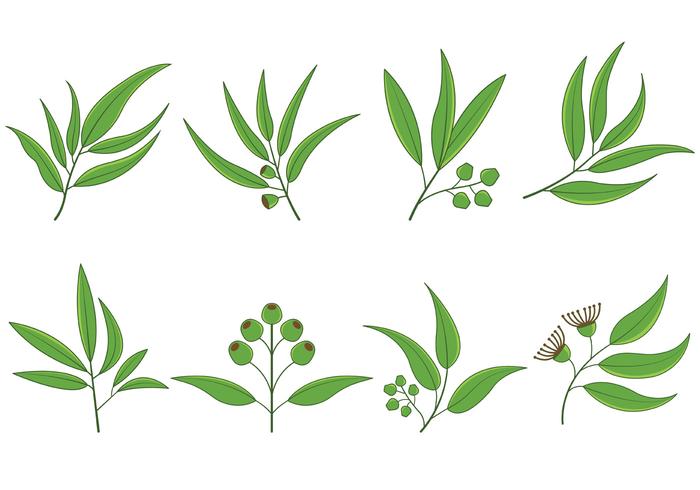 700x490 Set Of Eucalyptus Vector