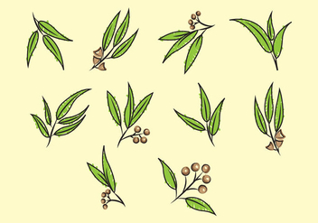 352x247 Set Of Eucalyptus Vector Free Vector Download 369737 Cannypic