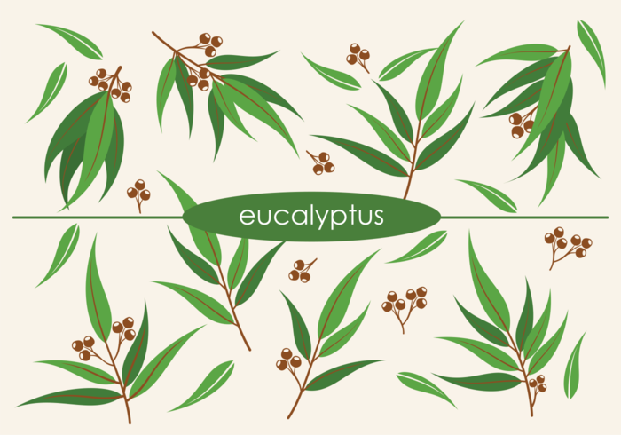700x490 Vector Eucalyptus