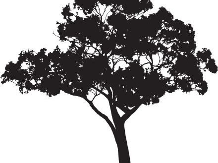 440x329 Valuable Design Ideas Gum Tree Silhouette Eucalyptus Vector Art