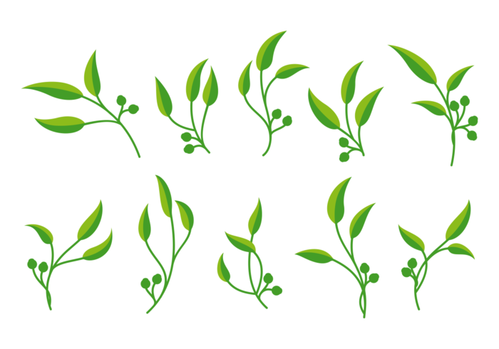 700x490 Eucalyptus Vector