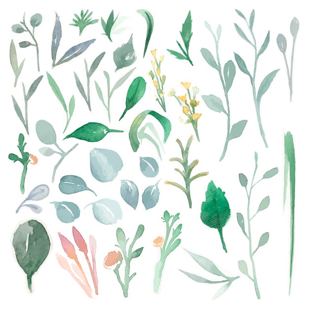 626x626 Eucalyptus Vectors, Photos And Psd Files Free Download