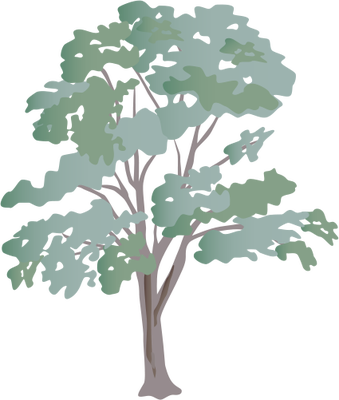 339x400 Eucalyptus Vector Free Download On Melbournechapter