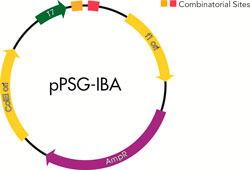 250x170 Expression Vectors