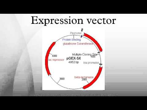 480x360 Expression Vector